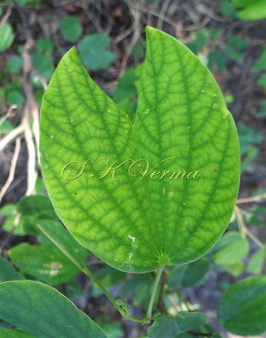  Leaf